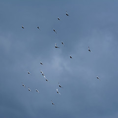 Image showing Doves in the Sky