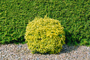 Image showing Round Shape Bush