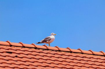 Image showing Seagull on the Roof