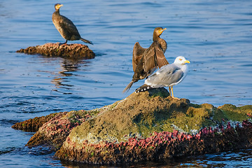 Image showing Marine Birds on the Rocks