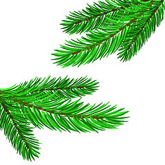 Image showing Fir Green Branches 