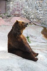Image showing Animals, BROWN BEAR,