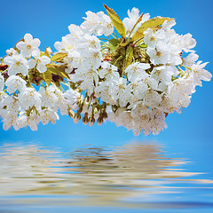 Image showing Blossoming Cherry Plum