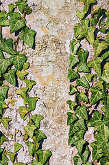 Image showing The English Ivy