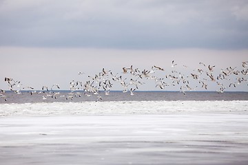 Image showing Seagulls in winter