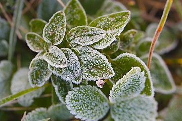 Image showing Frozen leaves with frost