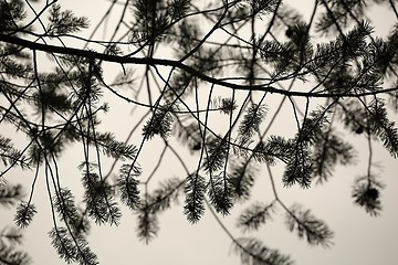 Image showing Pine branch silhouettes