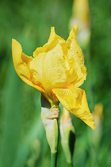 Image showing Flower of an Yellow Iris 