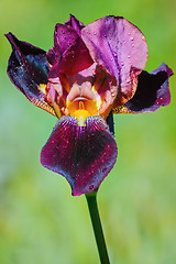 Image showing An Iris Flower