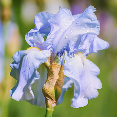 Image showing An Iris Flower