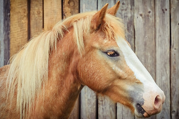 Image showing Portrait of the Horse