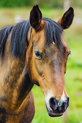 Image showing Portrait of the Horse