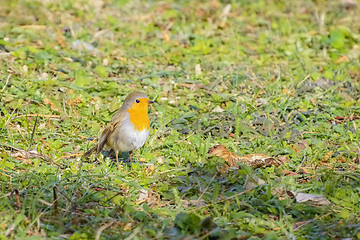 Image showing An European Robin