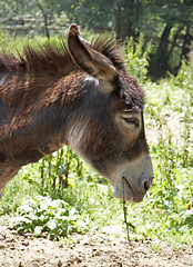 Image showing Donkey