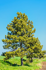 Image showing The Pine Tree