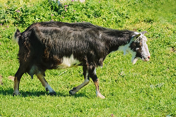 Image showing The Nanny Goat