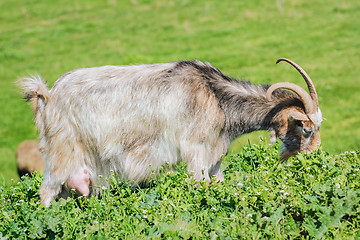Image showing A Nanny Goat