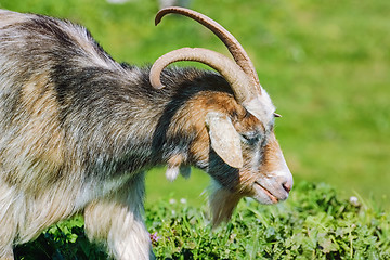 Image showing Portrait of Nanny Goat