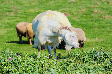 Image showing A Nanny Goat