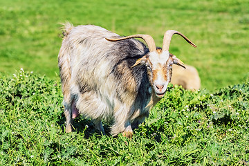 Image showing A Nanny Goat