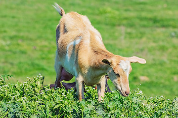 Image showing Young Nanny Goat