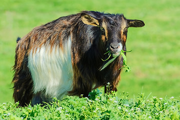 Image showing A Billy Goat