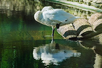 Image showing Sleeping White Swan