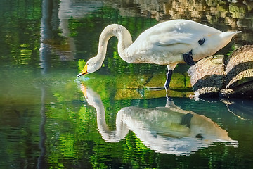 Image showing Swan Drinks Water