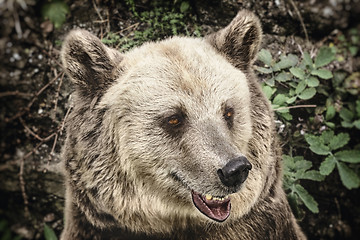 Image showing Portrait of the Bear