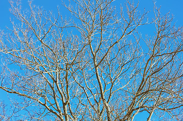 Image showing Branches of Bare Tree