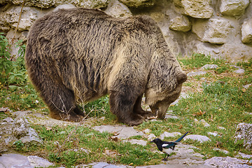 Image showing Brown Bear 