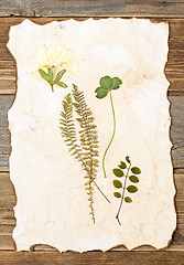 Image showing summer plants herbarium