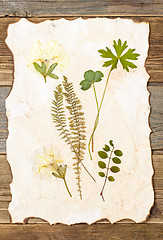 Image showing plants herbarium