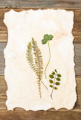 Image showing pressed plant on old paper