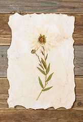 Image showing Herbarium sheet with flower