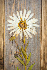 Image showing pressed flower with white petals, herbarium