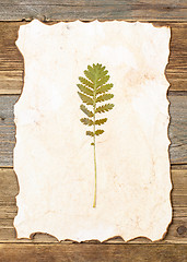 Image showing pressed green summer plant