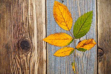 Image showing autumn dry leaves, top view image