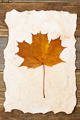 Image showing maple leaf herbarium