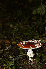 Image showing amanita muscaria