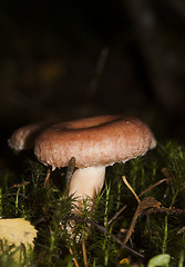 Image showing woolly milkcap