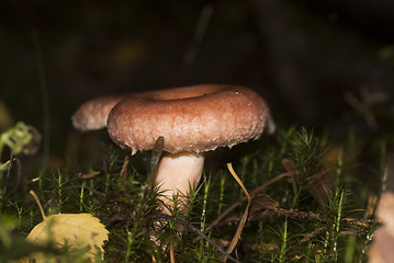 Image showing woolly milkcap