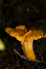 Image showing chanterelle