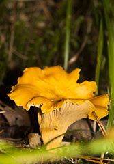 Image showing girolle