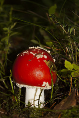 Image showing amanita muscaria