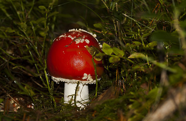 Image showing fly agaric