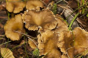 Image showing winter mushrooms