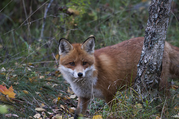 Image showing peeping out