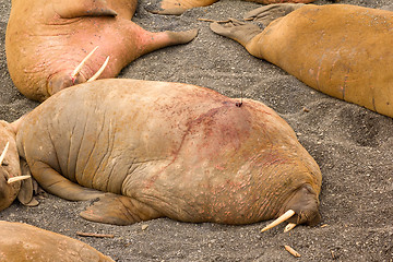 Image showing Atlantic walrus equipped with satellite transmitter