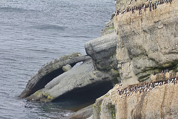 Image showing The Cape dolphin in the Barents sea, Novaya Zemlya archipelago, South island